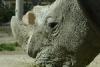 Nashorn.