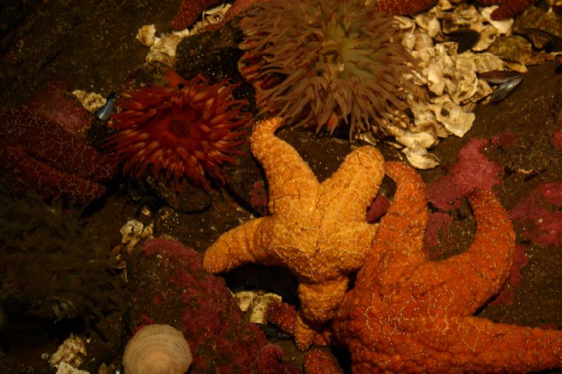 2007-09-01 11:08:26 ** Aquarium, Seattle ** Star fish and sea anemones.