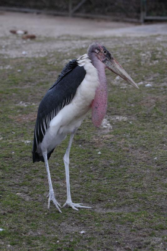 2010-04-10 17:26:16 ** Deutschland, München, Zoo ** 