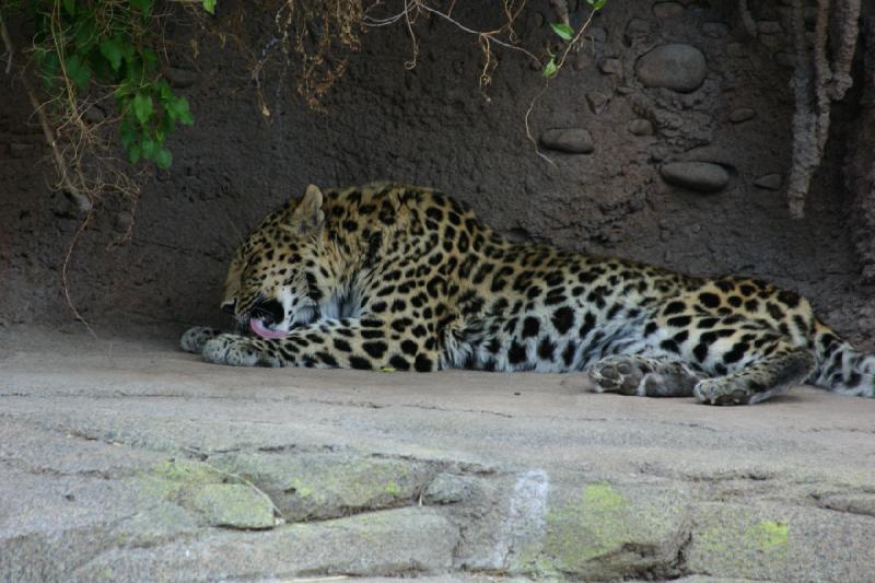 2007-05-06 16:12:14 ** Utah, Zoo ** Leopard.