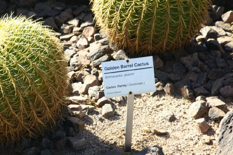 2007-10-27 14:25:40 ** Botanical Garden, Cactus, Phoenix ** Description of the Golden Barrel Cactus.