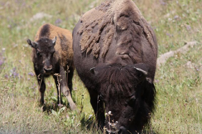 2008-08-16 11:47:10 ** Bison, Yellowstone Nationalpark ** 
