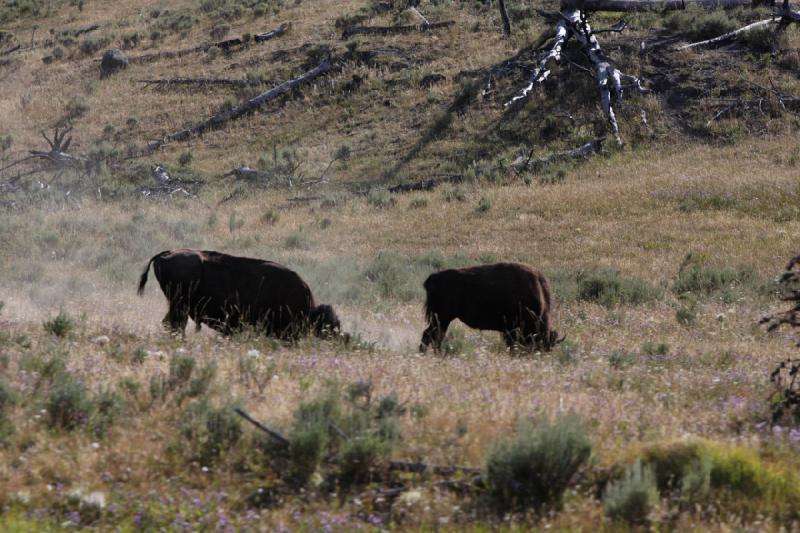 2008-08-15 17:04:43 ** Bison, Yellowstone Nationalpark ** 