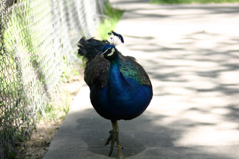 2005-05-21 17:03:19 ** Tracy Aviary ** The peacocks can walk whereever they want inside the park.
