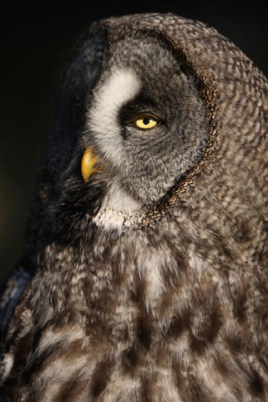 2010-04-13 17:58:38 ** Germany, Walsrode, Zoo ** Great Grey Owl or Lapland Owl (Strix nebulosa), largest species of the genus Strix.