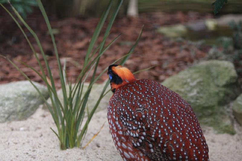 2010-04-13 15:21:10 ** Deutschland, Walsrode, Zoo ** 