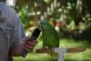 Singing parrot.
