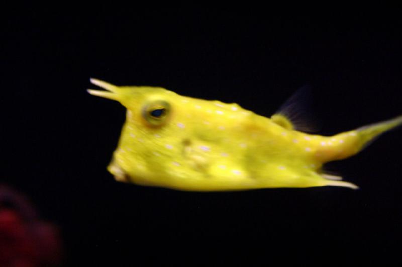 2007-09-01 11:41:34 ** Aquarium, Seattle ** Funny looking yellow fish.