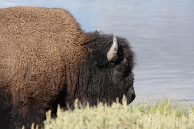 2008-08-15 17:12:00 ** Bison, Yellowstone National Park ** 