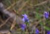 Blume am Wegesrand im Yellowstone Nationalpark. Dies ist im Gibbon-Geysir-Becken nordöstlich des Madison-Zeltplatzes, wo wir die ersten zwei Nächte verbracht haben.