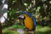 Macaw.