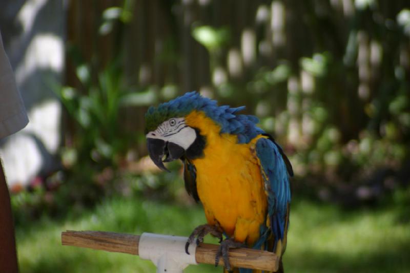 2007-06-18 11:17:28 ** Utah, Zoo ** Macaw.