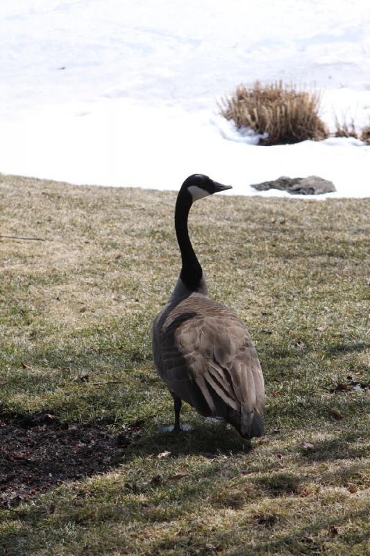 2014-03-14 12:44:09 ** Botanical Garden, Chicago, Illinois ** 