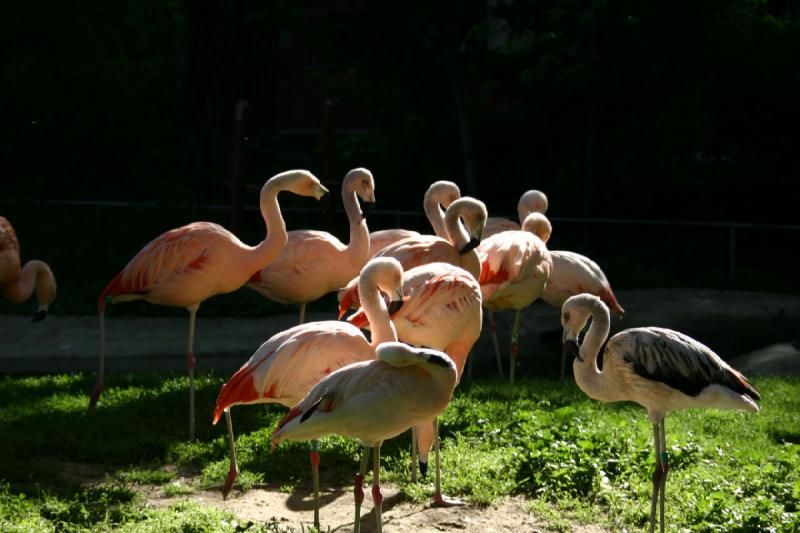 2005-05-21 17:35:48 ** Tracy Vogelpark ** Flamingos.