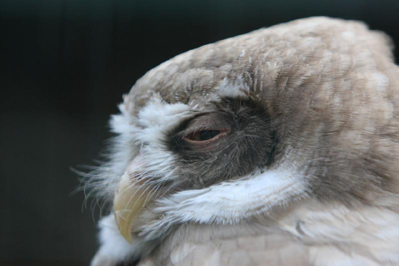 2010-04-13 18:09:04 ** Germany, Walsrode, Zoo ** 