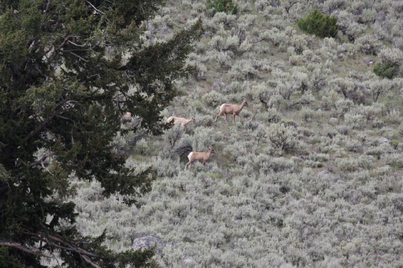 2009-08-05 15:34:25 ** Yellowstone National Park ** 