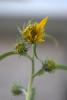 The first flower of our Maximilian Sunflower.