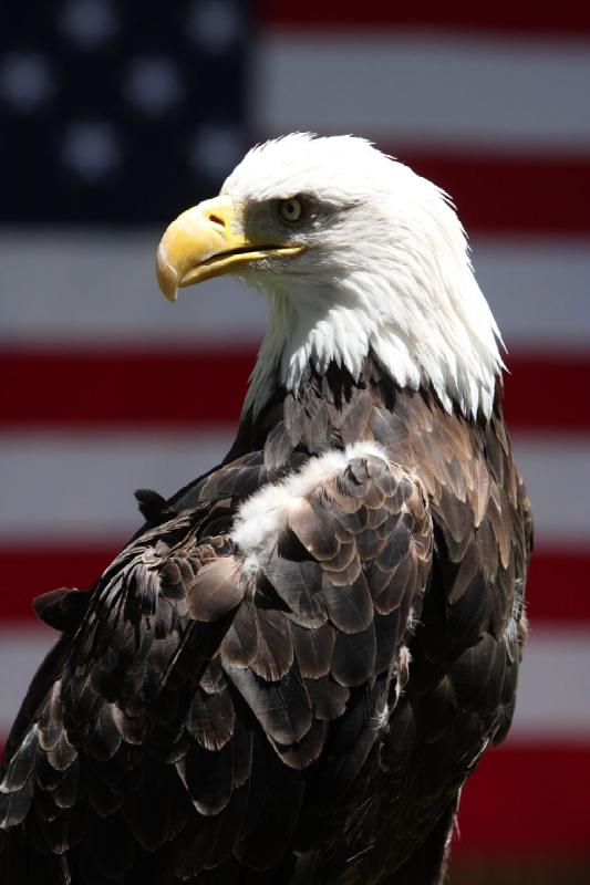 2011-07-15 13:29:57 ** Bald Eagle, Utah, Zoo ** 