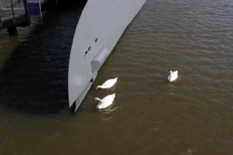 2010-04-15 16:01:00 ** Bremerhaven, Deutschland, Typ XXI, U 2540, U-Boote ** Die Schwäne wissen wohl, daß sie in der Nähe des U-Boots viel zu Essen finden können.