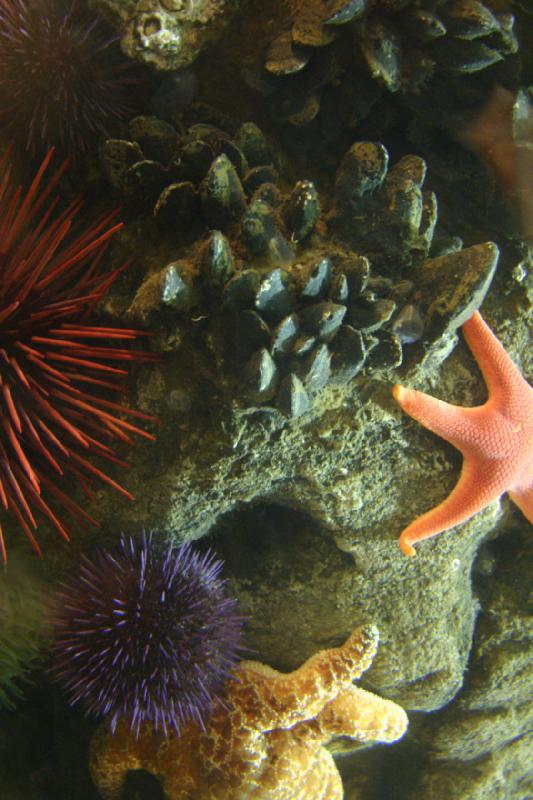 2007-09-01 11:02:54 ** Aquarium, Seattle ** Sea urchin, star fish and mussels.