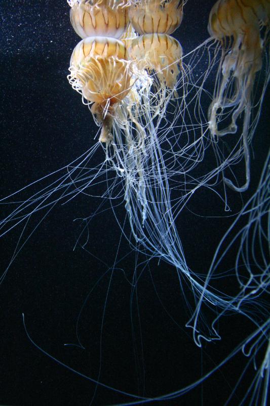 2005-08-25 14:42:58 ** Aquarium, Berlin, Germany, Zoo ** Jellyfish.