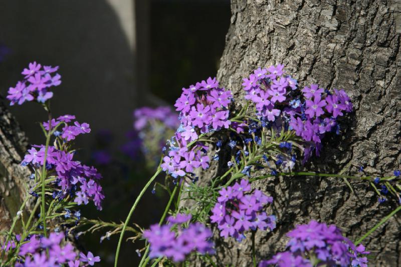 2007-04-14 15:56:26 ** Phoenix, Taliesin West ** Purple flowers.