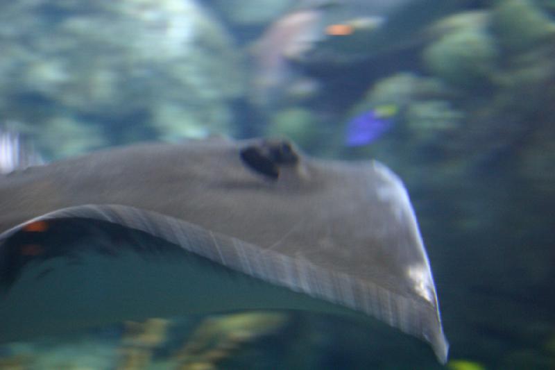 2007-10-13 13:10:50 ** Aquarium, California, Zoo ** Stingray.