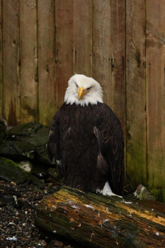 2012-06-19 12:30:18 ** Alaska, Bald Eagle, Cruise, Ketchikan ** 
