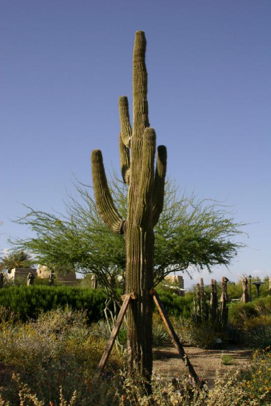 2007-04-15 16:43:50 ** Kaktus, Phoenix ** Dieser Saguaro muß gestützt werden. 2007-04-15 16:43:50 ** Kaktus, Phoenix ** Dieser Saguaro muß gestützt werden.