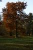 Baum im Park Sanssouci.