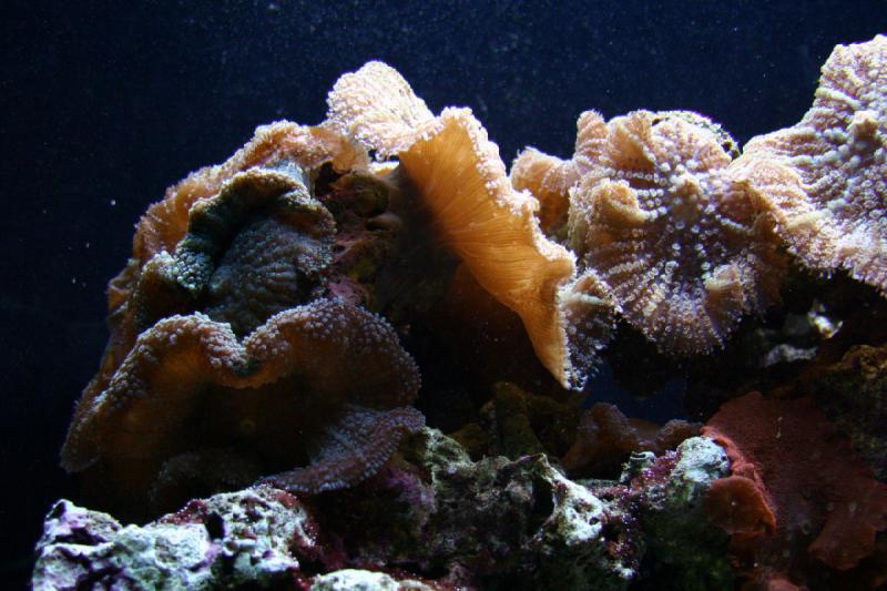 2007-09-01 11:23:46 ** Aquarium, Seattle ** Coral.
