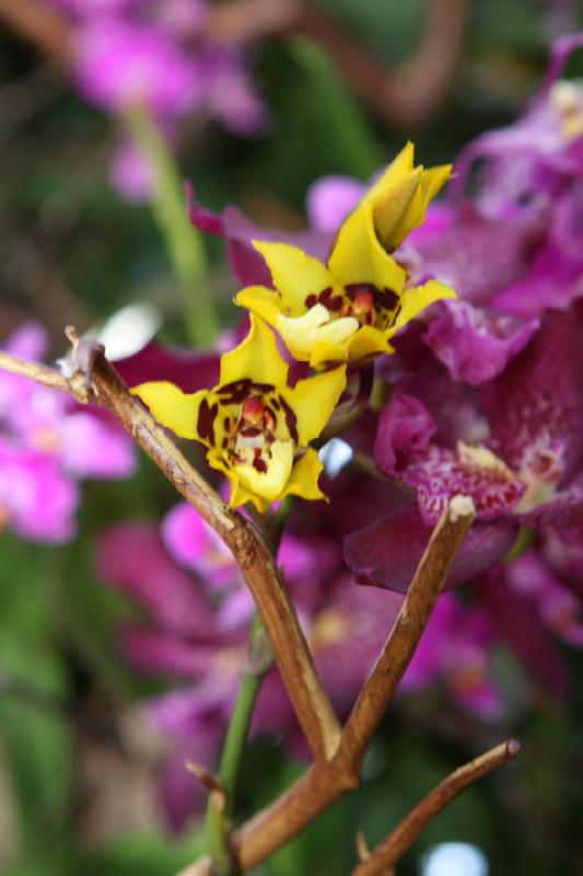 2014-03-14 11:36:30 ** Botanical Garden, Chicago, Illinois ** 