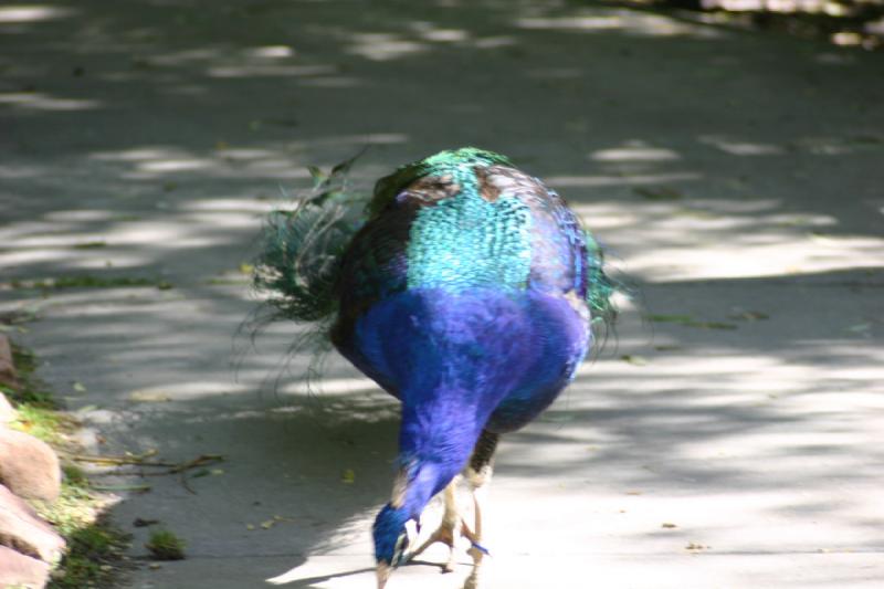 2005-05-21 16:34:24 ** Tracy Aviary ** Peacock.