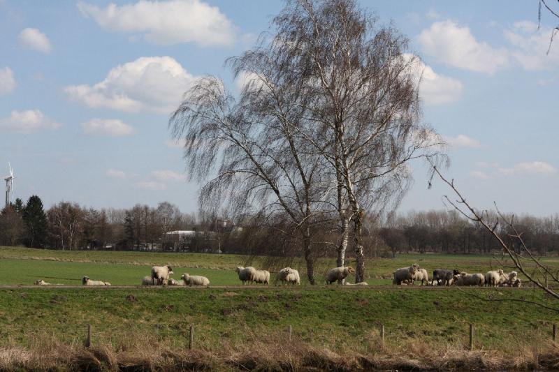 2010-04-02 14:07:07 ** Germany, Hunte, Oldenburg ** Sheep on the Hunte dike.