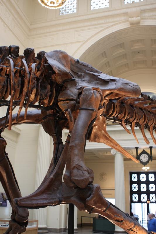 2014-03-13 12:13:30 ** Chicago, Field Museum, Illinois ** 