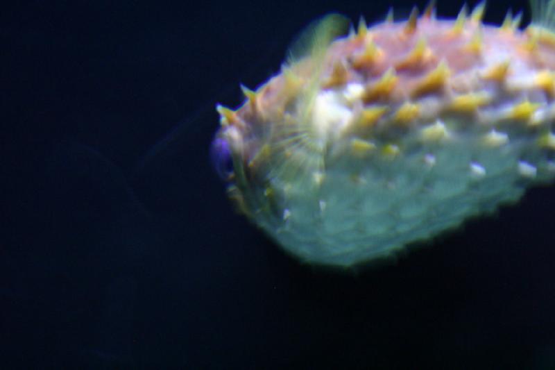 2007-09-01 11:33:56 ** Aquarium, Seattle ** Blowfish or pufferfish.