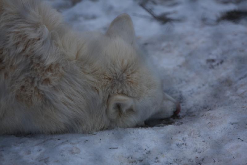 2011-01-23 16:19:14 ** Utah, Zoo ** 