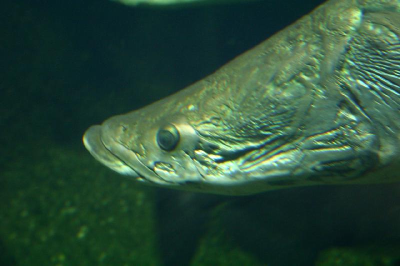 2006-11-29 14:00:50 ** Aquarium, Berlin, Germany, Zoo ** The heads of these fish look like bones.