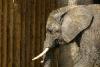 Elefant.