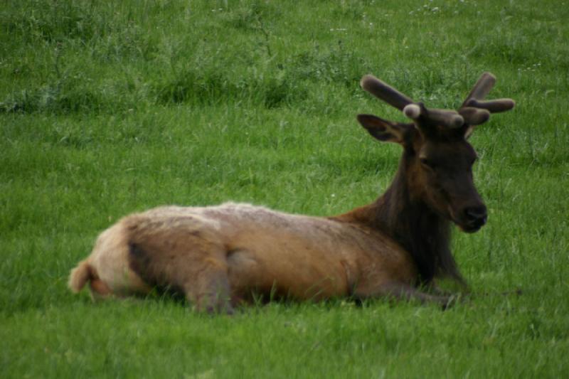 2005-05-07 14:35:03 ** Oregon, Roseburg, Zoo ** Elk.