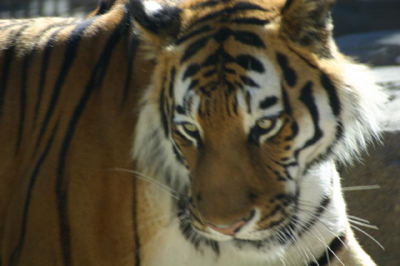 2007-06-18 10:20:42 ** Tiger, Utah, Zoo ** Siberian tiger.