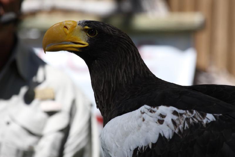 2011-07-15 15:02:45 ** Steller's Sea Eagle, Utah, Zoo ** 