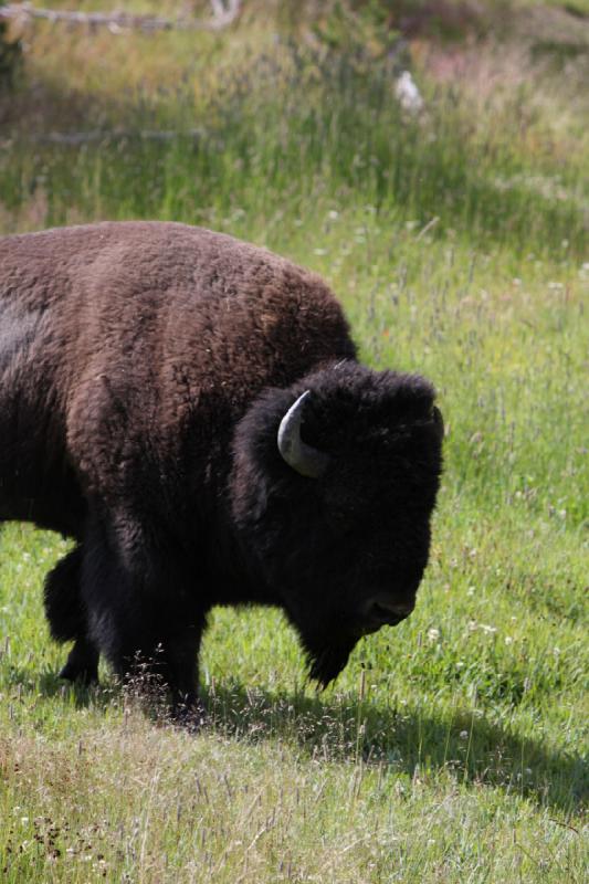 2009-08-05 09:31:53 ** Bison, Yellowstone Nationalpark ** 