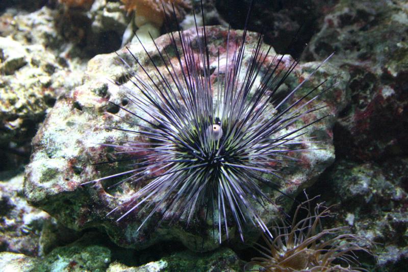 2005-08-25 14:24:38 ** Aquarium, Berlin, Germany, Zoo ** Sea urchin.