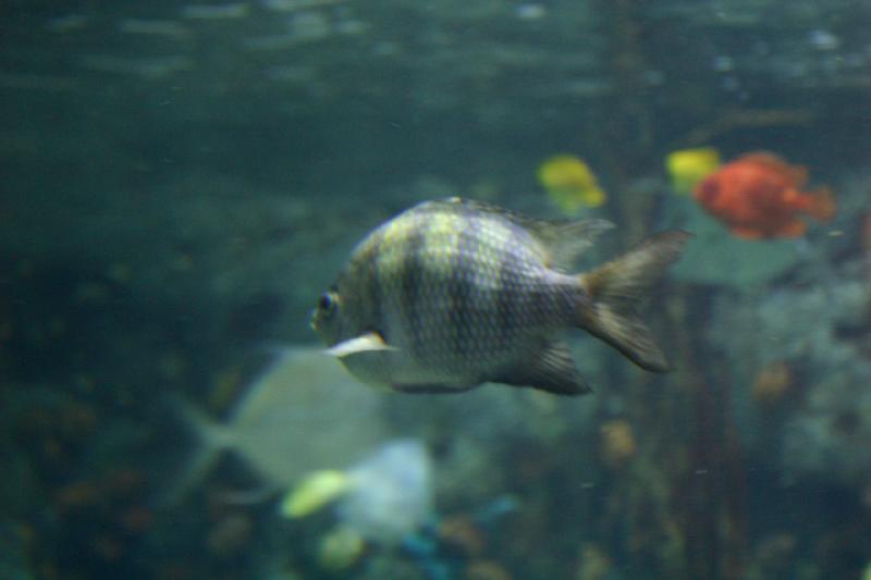 2007-10-13 12:28:56 ** Aquarium, California, Zoo ** Fish with stripes. 2007-10-13 12:28:56 ** Aquarium, California, Zoo ** Fish with stripes.