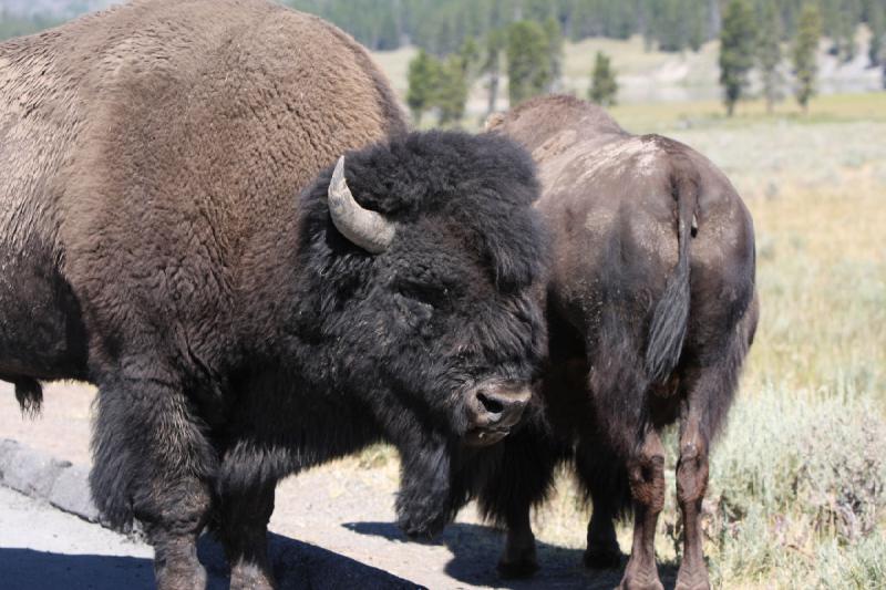 2008-08-16 11:47:52 ** Bison, Yellowstone Nationalpark ** 