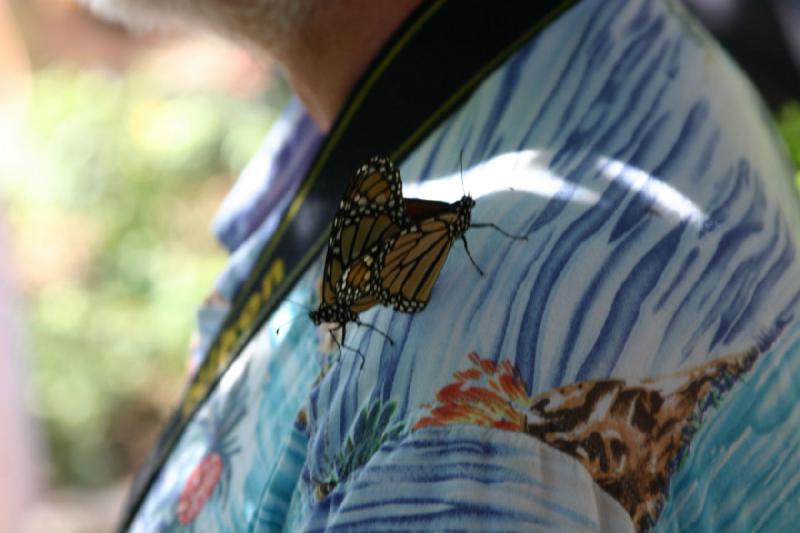 2007-10-27 13:30:08 ** Botanical Garden, Phoenix ** These two monarch butterflies made themselves comfortable on a colorful shirt.