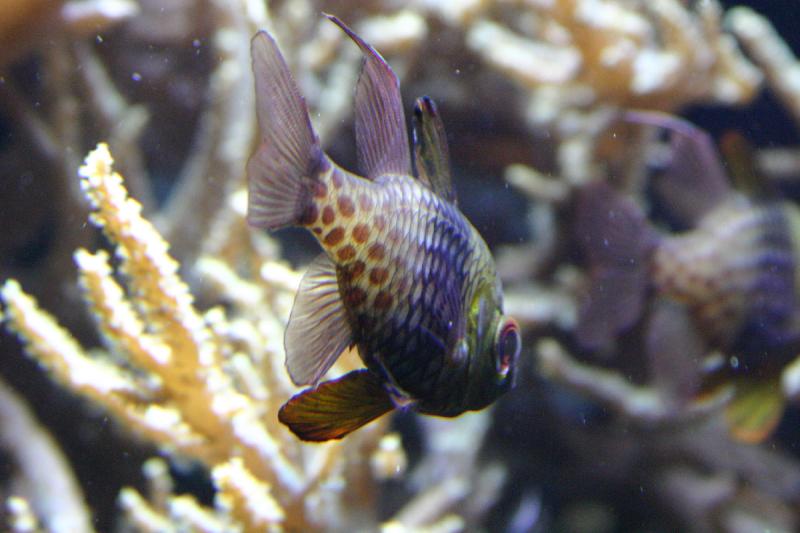 2005-08-25 14:20:26 ** Aquarium, Berlin, Germany, Zoo ** Colorful fish in the corals. 2005-08-25 14:20:26 ** Aquarium, Berlin, Germany, Zoo ** Colorful fish in the corals.