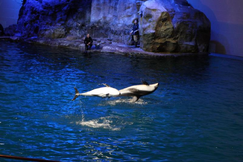2014-03-12 12:50:50 ** Chicago, Illinois, Shedd Aquarium ** 
