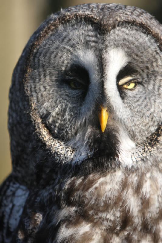 2010-04-13 17:56:27 ** Germany, Walsrode, Zoo ** Great Grey Owl or Lapland Owl (Strix nebulosa), largest species of the genus Strix.